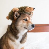 Zippy Paws Hedgehog Loopy