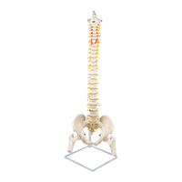 Life Size Flexible Vertebral Spine Pelvis &amp; Femur Skeleton Model Anatomy Model